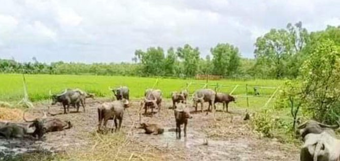 রোহিঙ্গা না, এবার মিয়ারমারের মহিষের দলের বাংলাদেশে প্রবেশ