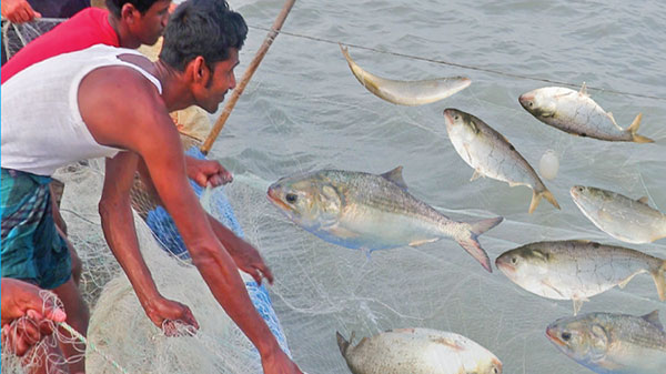 বন্ধ হচ্ছে ইলিশ ধরা