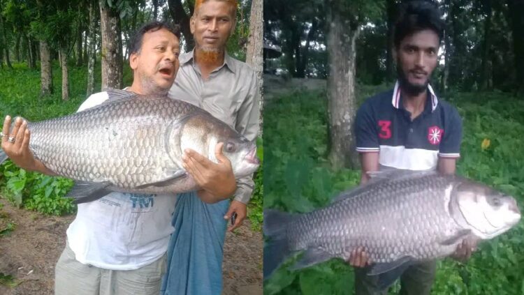 বড়শিতে ধরা পরলো ৩০ কেজি ওজনের কাতল