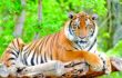 সীমান্তে বাঘ আতঙ্ক, নিরাপত্তাহীনতায় গ্রামবাসী