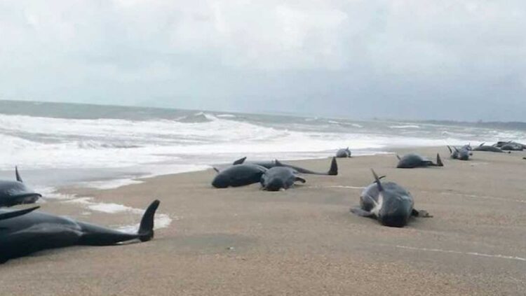 নিউজিল্যান্ডের চ্যাথাম আইল্যান্ডের সৈকতে পড়ে থাকা অসংখ্য ডলফিন!