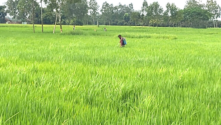 আমন ধানে নতুন স্বপ্ন দেখছেন রাণীশংকৈলের কৃষকেরা