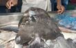 জেলের জালে ধরা পড়লো ‘লংফিন ব্যাট ফিস’