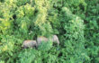 বান্দরবানে ফের বন্য হাতির আক্রমণ, প্রাণ গেল একজনের!