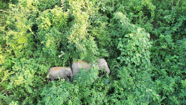 বান্দরবানে ফের বন্য হাতির আক্রমণ, প্রাণ গেল একজনের!