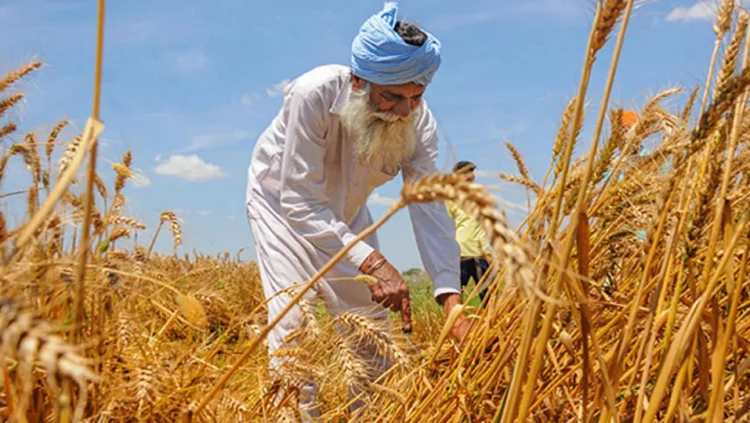 বিশ্ববাজারে গমের দাম বেড়েছে