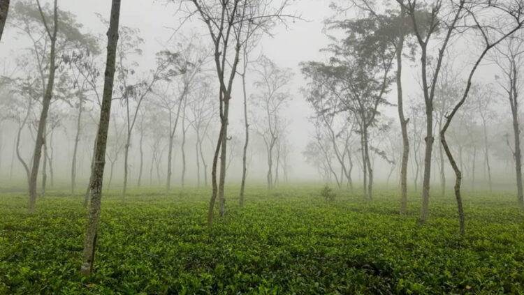 সর্বনিম্ন তাপমাত্রা শ্রীমঙ্গলে