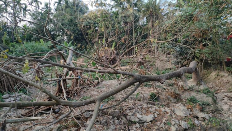 আমতলীতে গাছ কেটে পাউবোর জমি দখল চেষ্টার অভিযোগ