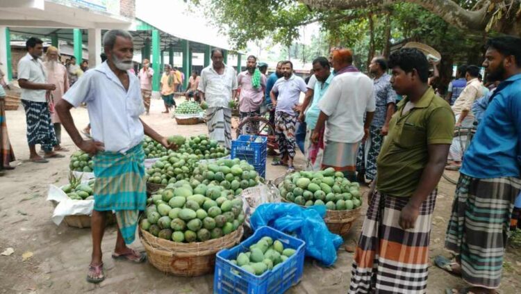 ভোলাহাটে চড়া আমের বাজার