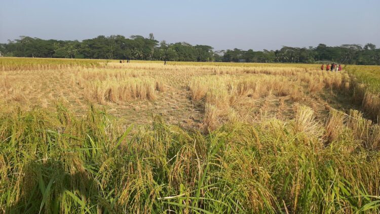 দরিদ্র কৃষকের রোপন করা ধান কেটে নিলেন বিএনপি নেতারা